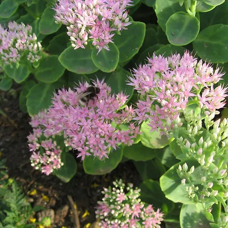 Pretty In Near The Beach